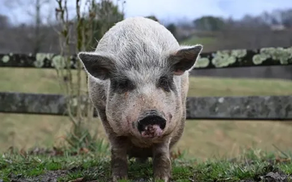 Mountain Farm Tours Pig