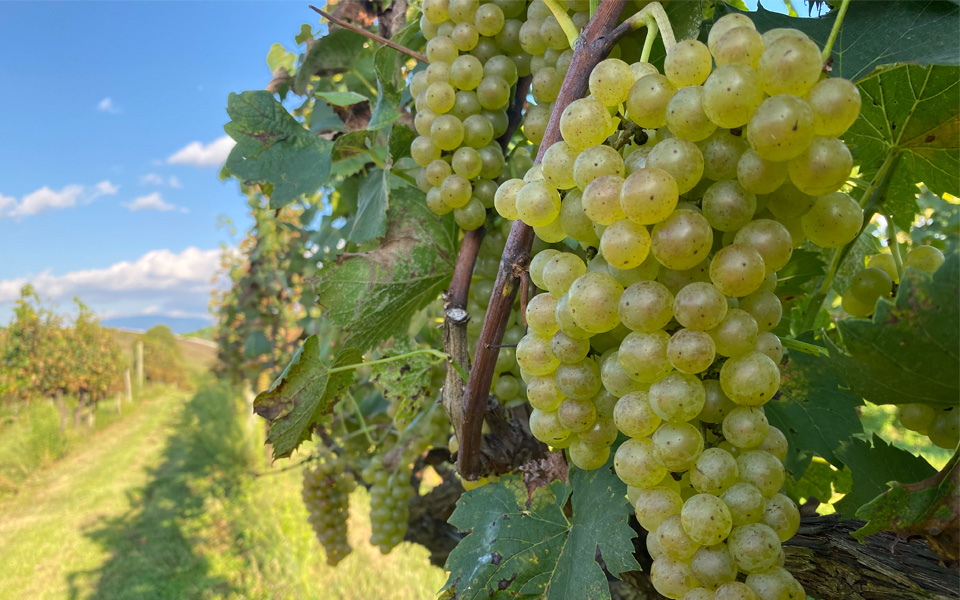 Vincent's Vineyard - Grape-picking
