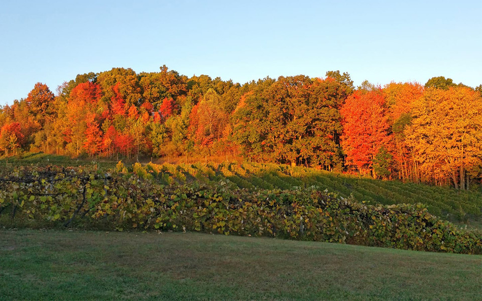 Fall Sunset at the Vineyard
