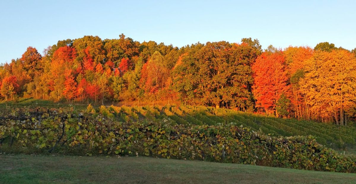 Don’t Miss an Appalachian Wine Experience