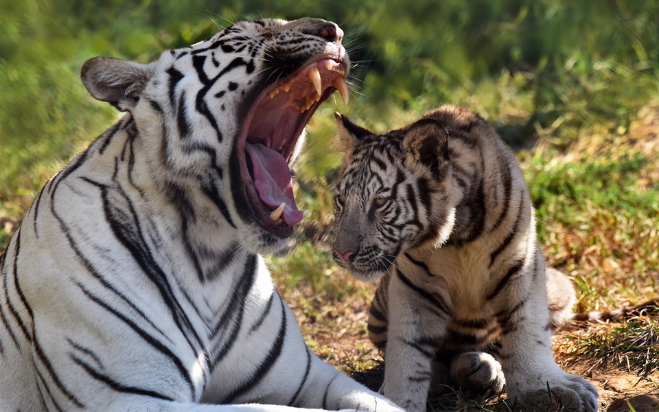 Yawning tiger at Creation Kingdom Zoo