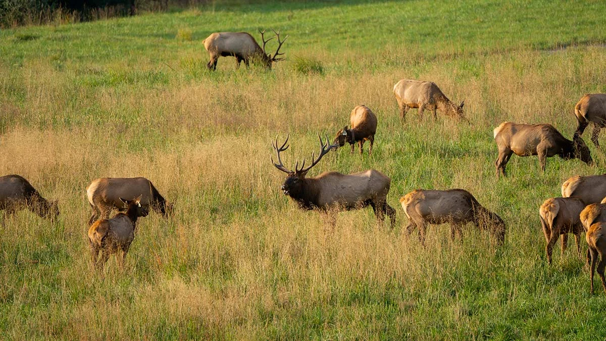 Bull elk and herd grazing in a golden grass meadow in Buchanan County, Southwest Virginia