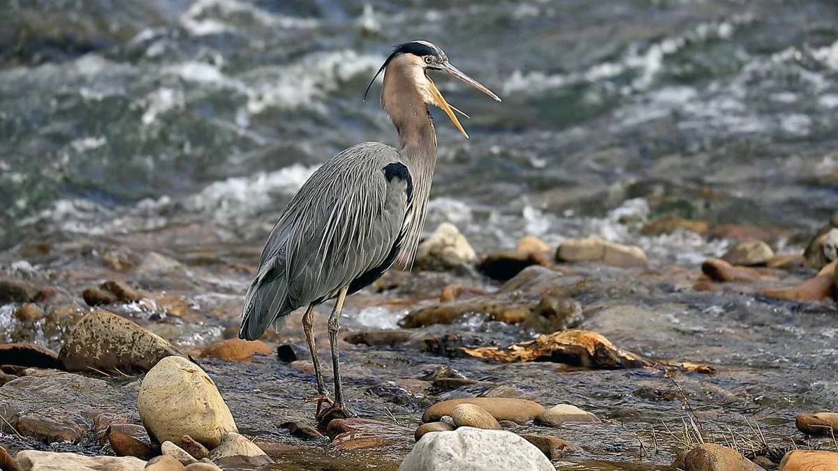 Great blue heron wading in the shallows of the Clinch River in Southwest Virginia