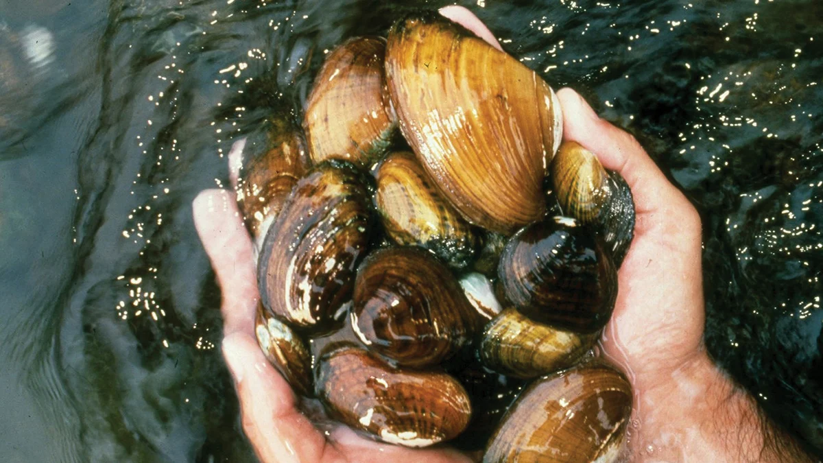 Hands holding several of the Clinch River's freshwater mussels—one of about 50 species found here, some existing nowhere else on Earth