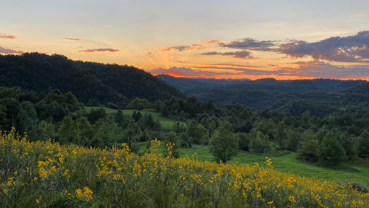 Bull elk with large antlers bugling in a grassy field at sunset in Southwest Virginia