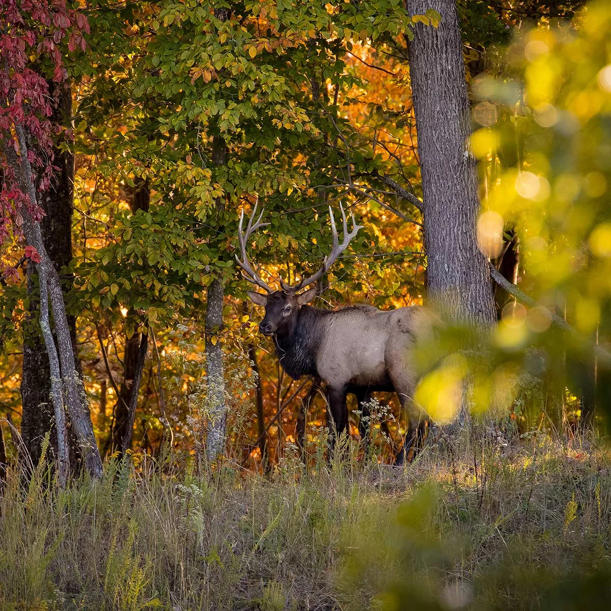 Bull elk with full antlers standing at the edge of a forest in autumn color, Southwest Virginia.
