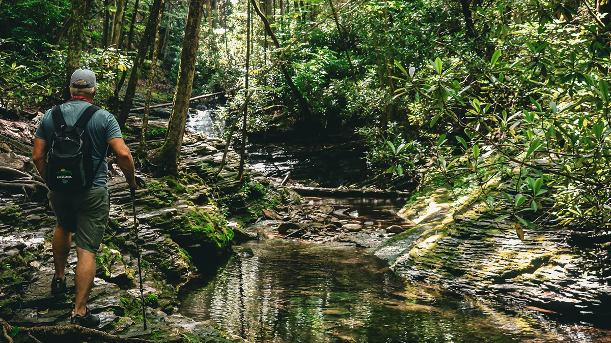 Hiker with trekking pole following the forested creek along the Devil's Fork Trail toward the Devil's Bathtub in Scott County, Virginia