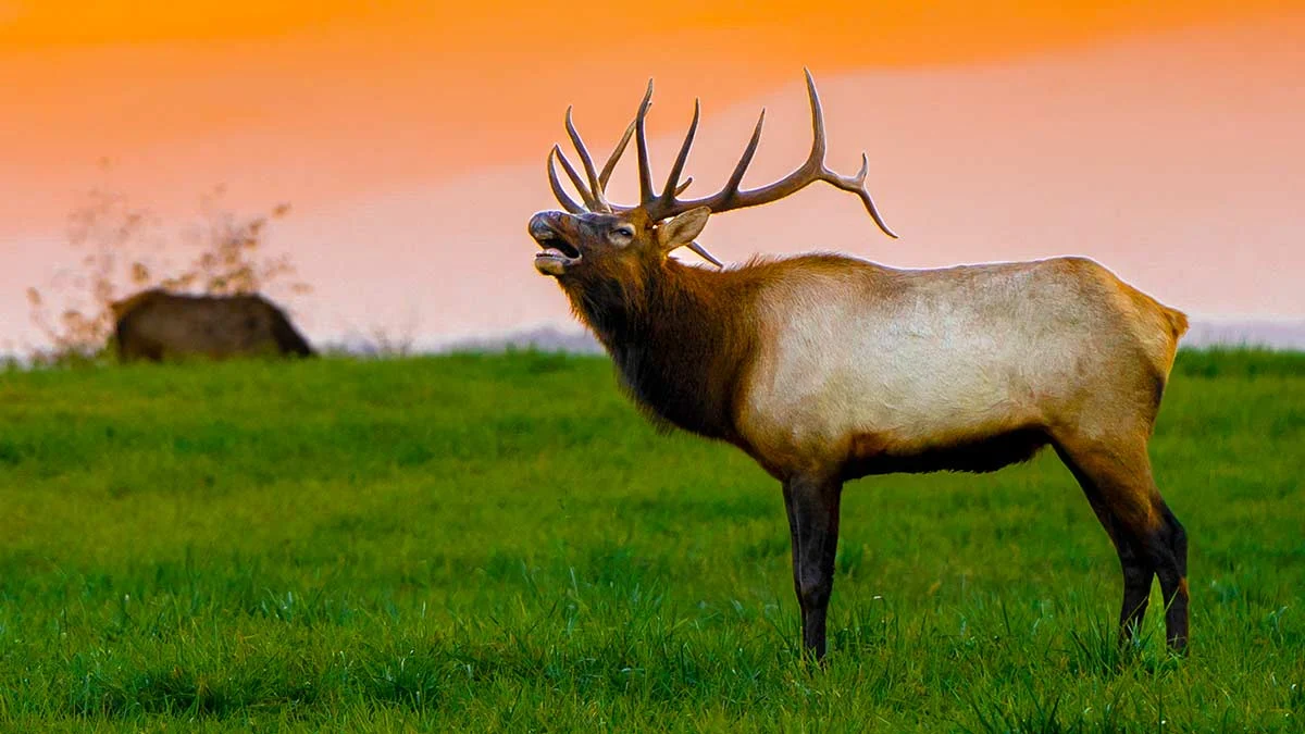 Bull elk with large antlers bugling in a grassy field at sunset in Southwest Virginia
