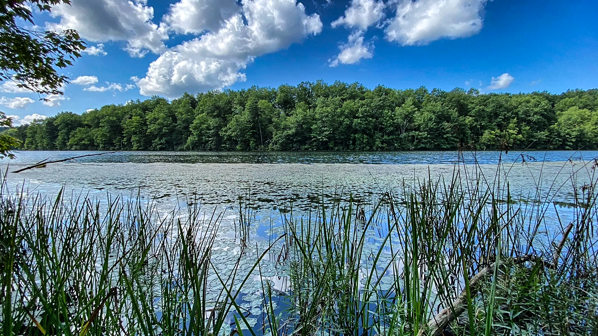 Calm summer view across Lake Keokee through shoreline reeds, with a forested far bank, on the Lake Keokee Loop in Lee County.
