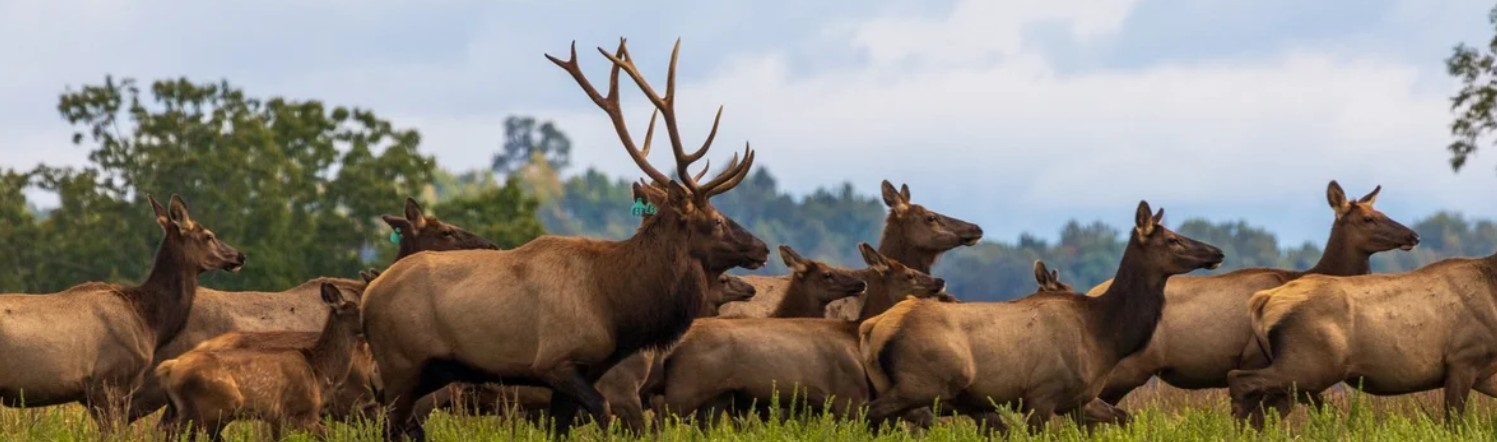 elk tours