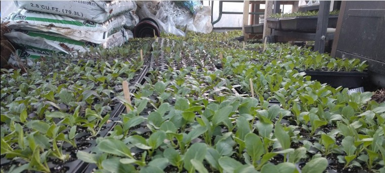 pollinator rare plants