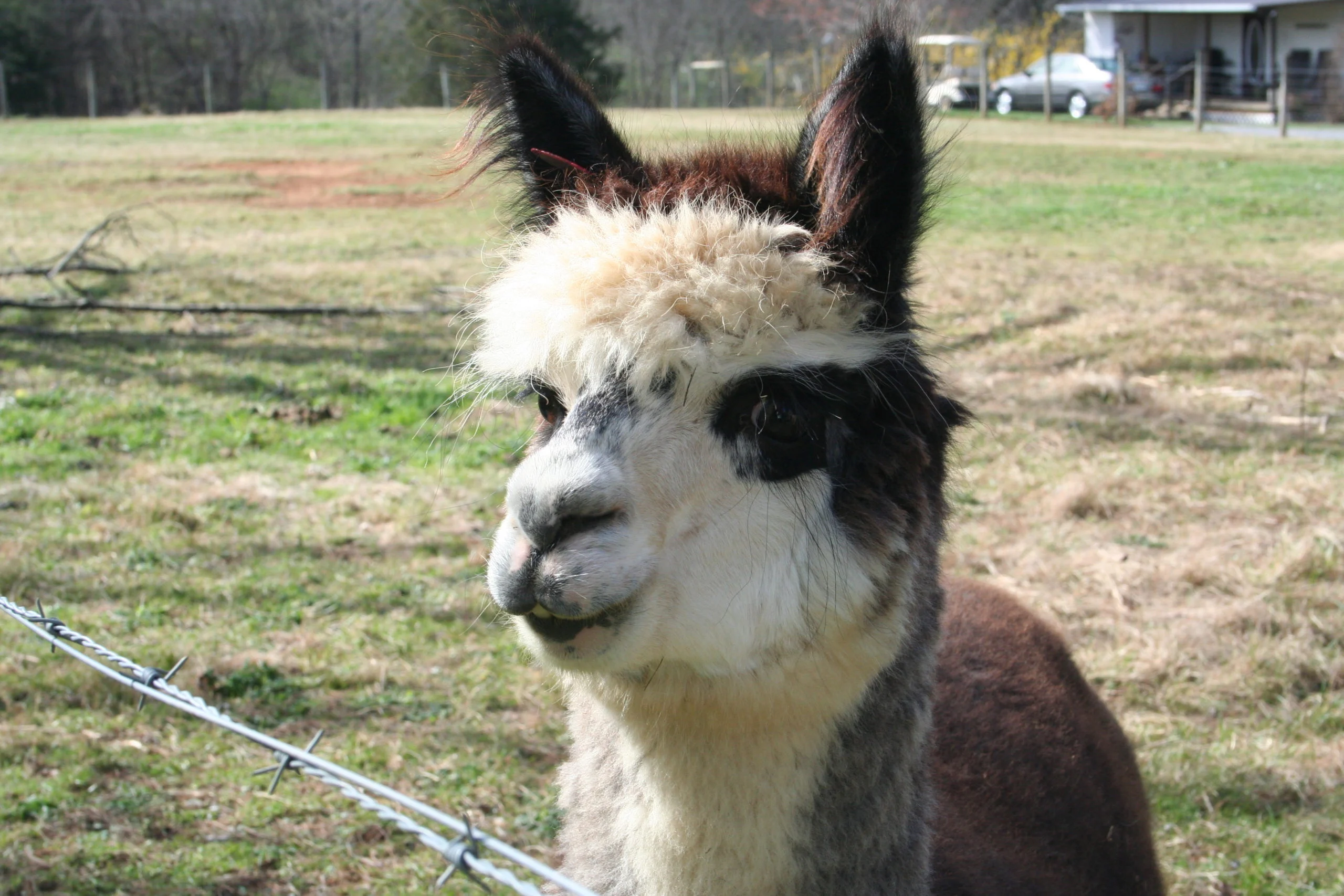 Alpaca on the Farm