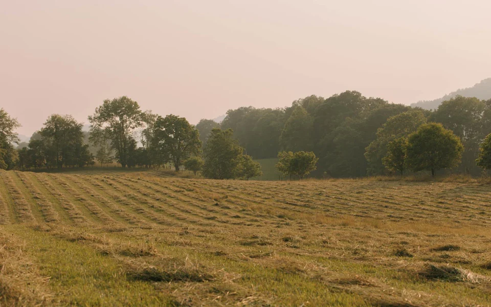 Hayfield at Clinch View Dairy