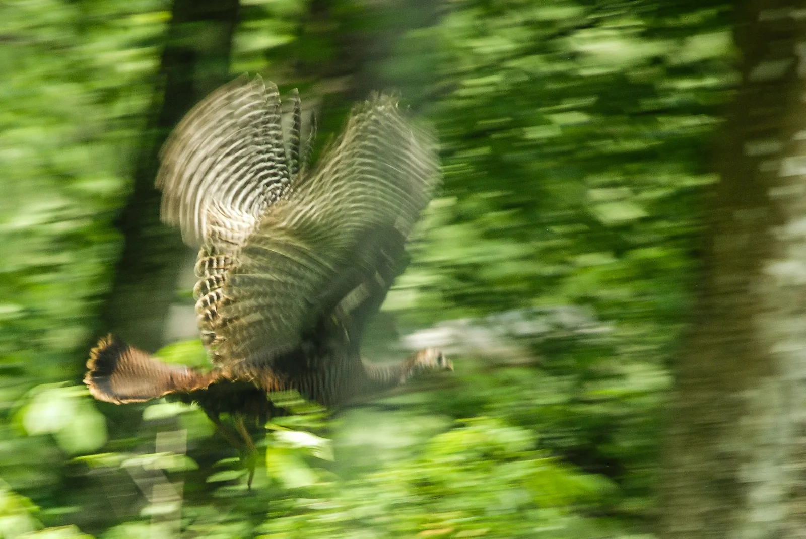 Wild turkey taking flight through green forest with wings raised, motion blurred
